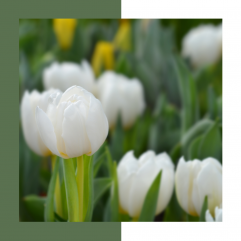Tulpen wit